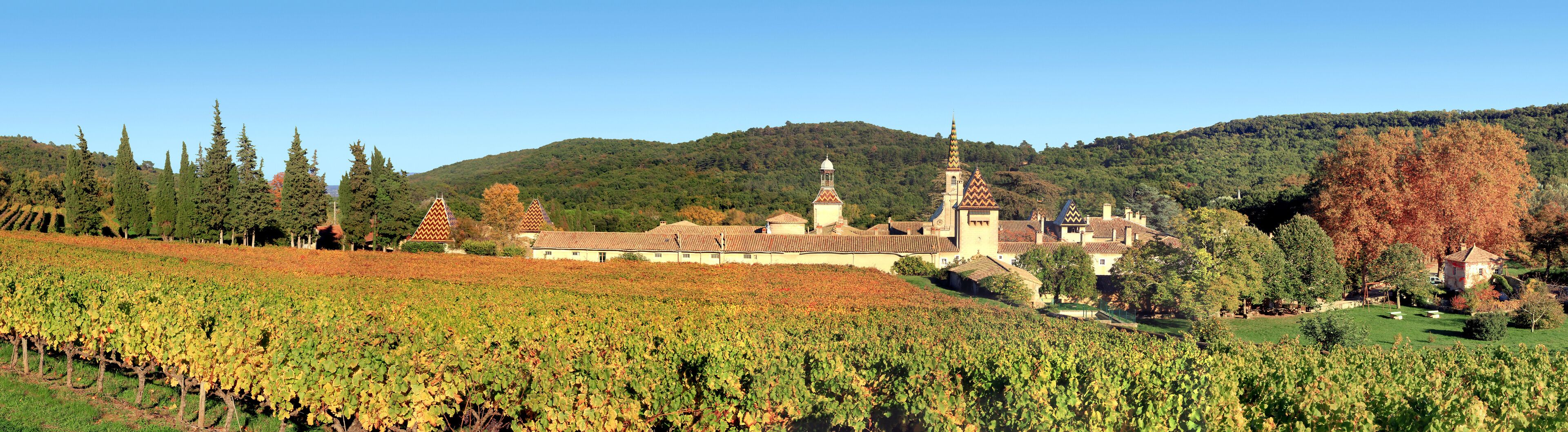 A vineyard with rows of grapevines, a church with a bell tower, and a forested hill in the background.