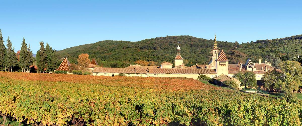 A vineyard with rows of grapevines, a church with a bell tower, and a forested hill in the background.