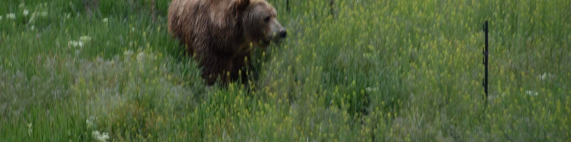 Cool place to witness the grizzlies... and not in cages