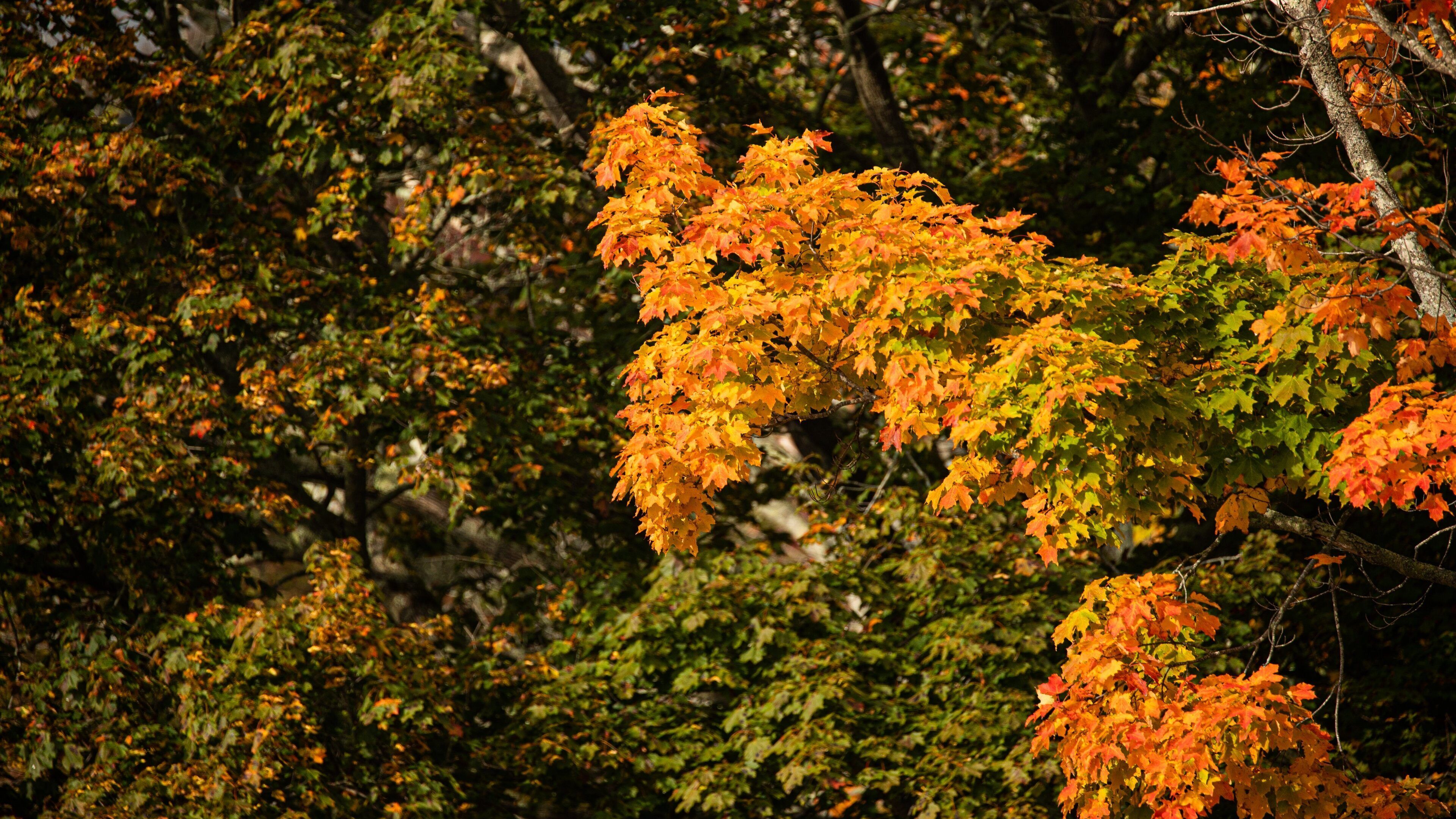 Wells Reserve at Laudholm Farms featuring fall colors