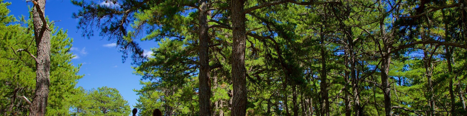 Parque estatal Ferry Beach mostrando jardín y también una pareja