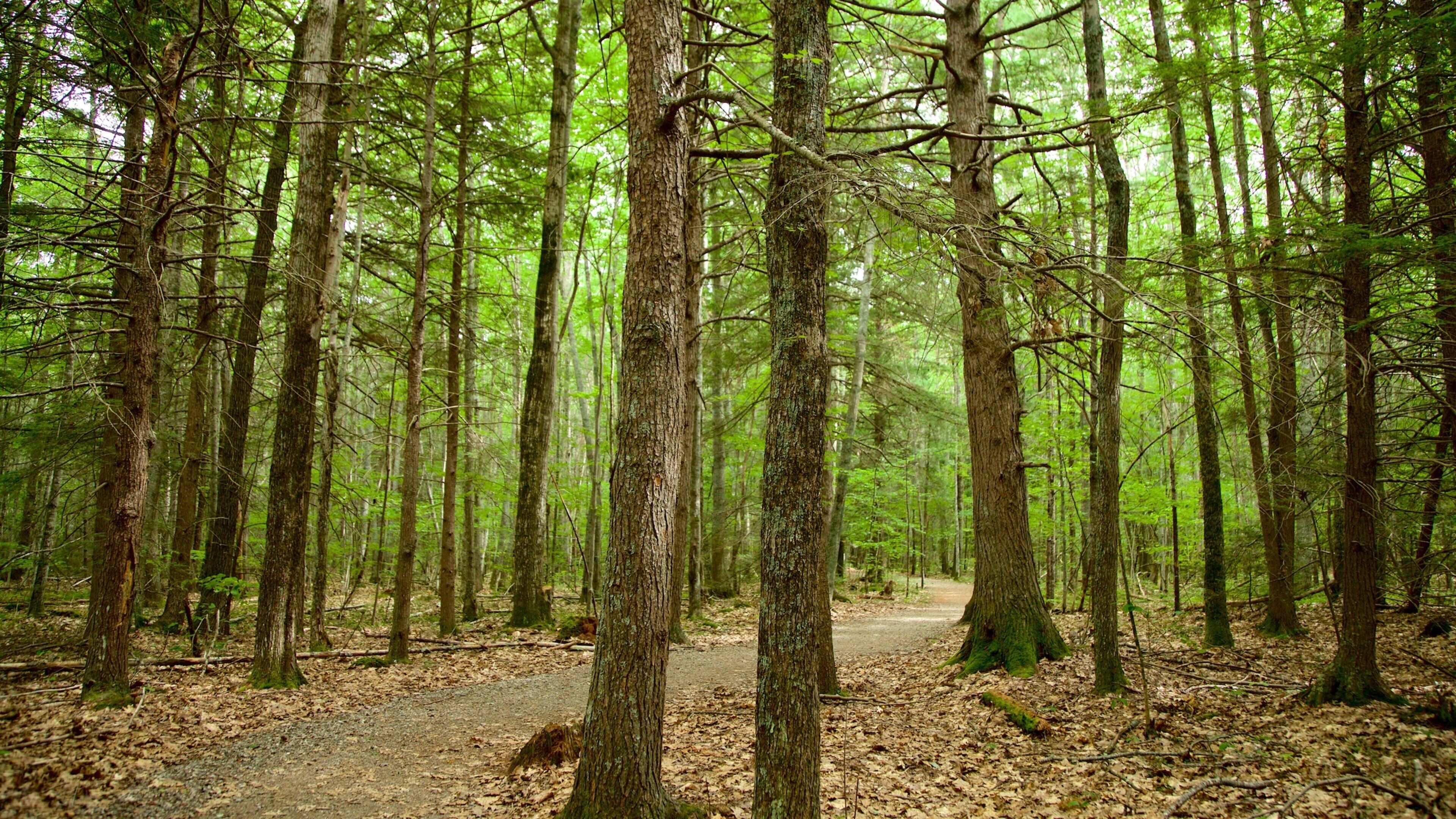 Ferry Beach State Park welches beinhaltet Waldmotive