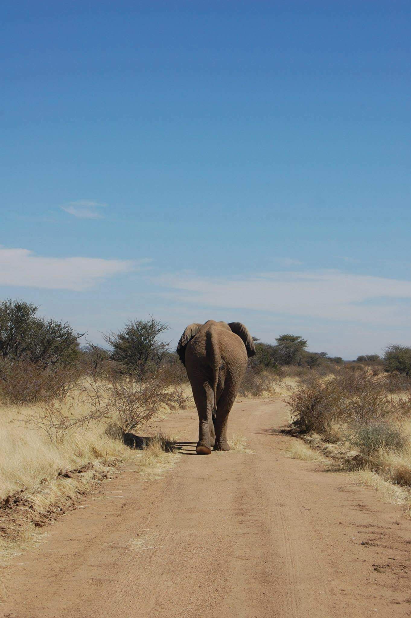 An elephant walking on a dirt road in a dry, bushy landscape.