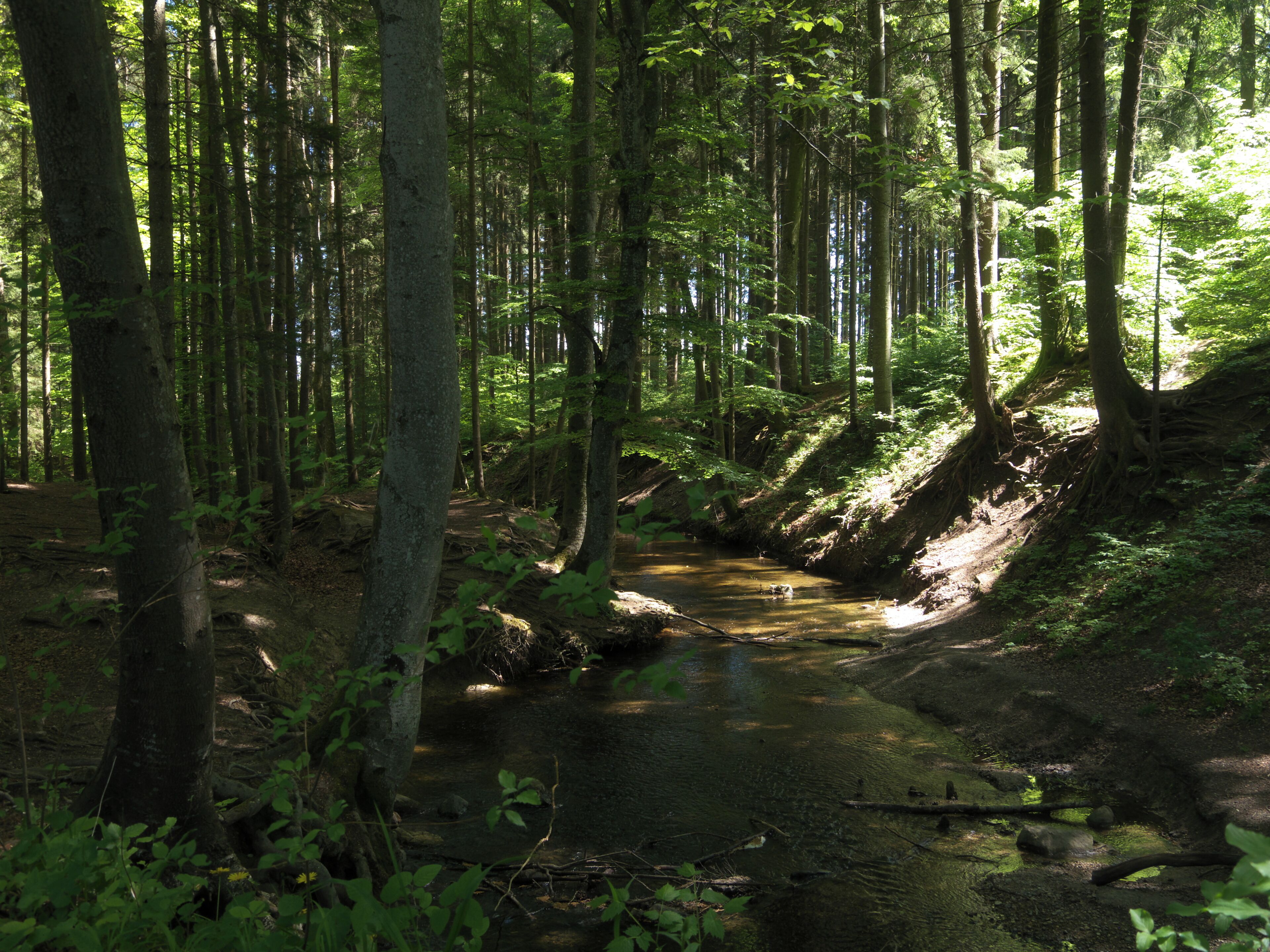 Fallbach im Naturschutzgebiet in Maising bei Starnberg.