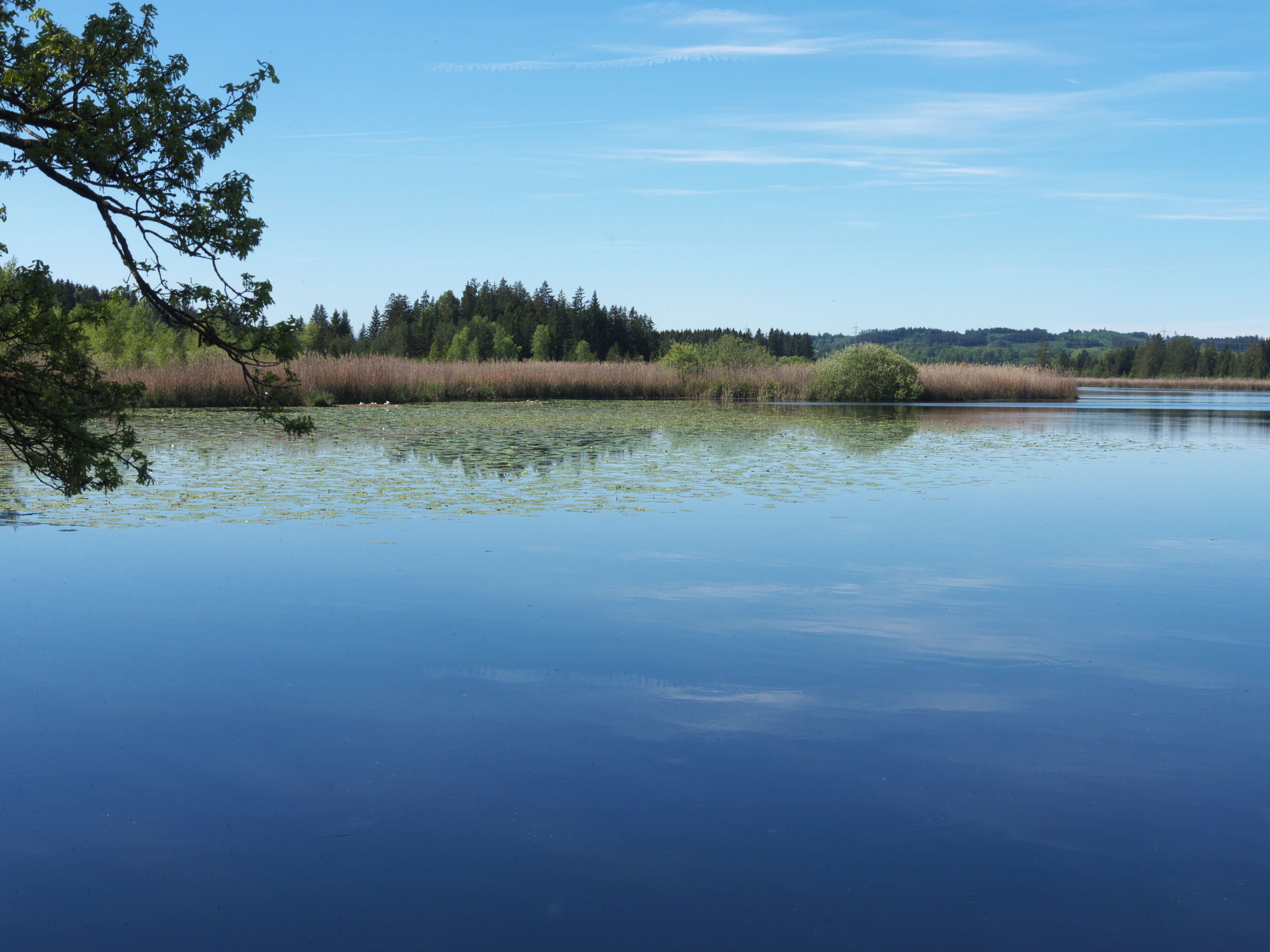 Der Maisinger See im Naturschutzgebiet in Maising bei Starnberg.