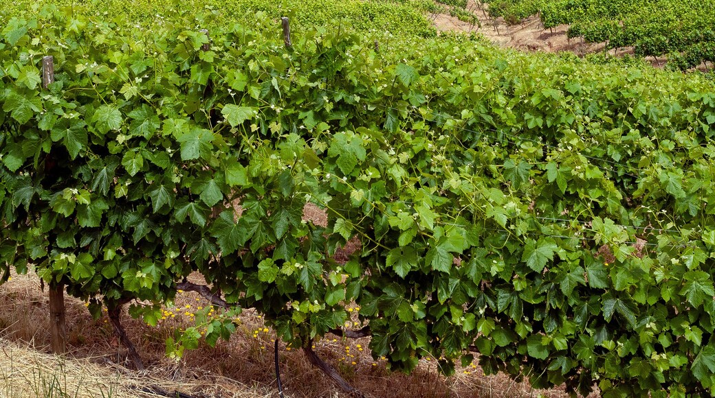 Vineyards in the Colchagua Valley - Chile
