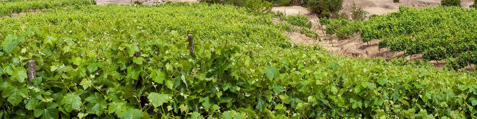 Vineyards in the Colchagua Valley - Chile