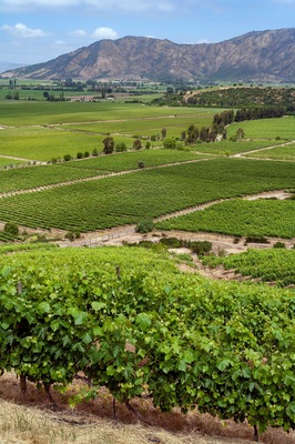 Vineyards in the Colchagua Valley - Chile