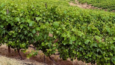 Vineyards in the Colchagua Valley - Chile