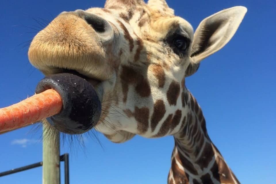 Une girafe tenant une carotte dans sa bouche.