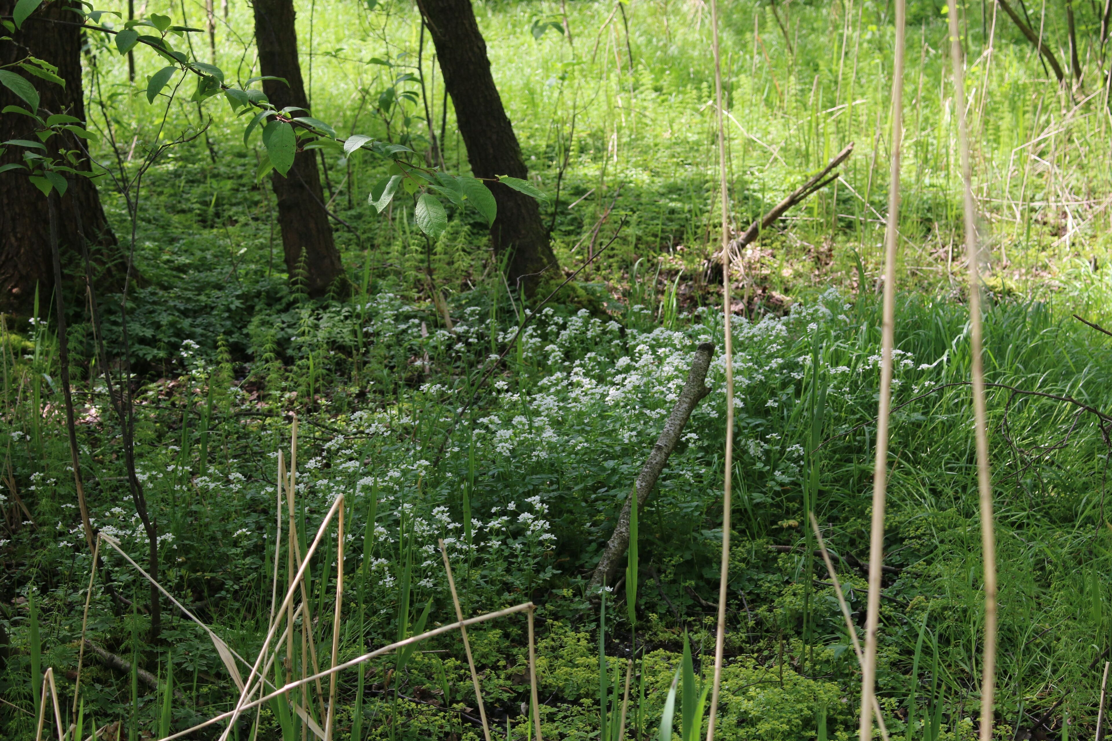 Die Frankenthaler Moorwiese war ein Flächennaturdenkmal auf der Flur der sächsischen Gemeinde Frankenthal und befindet sich im Landschaftsschutzgebiet Westlausitz. Sie ist heute Teil des FFH-Gebietes Obere Wesenitz und Nebenflüsse.