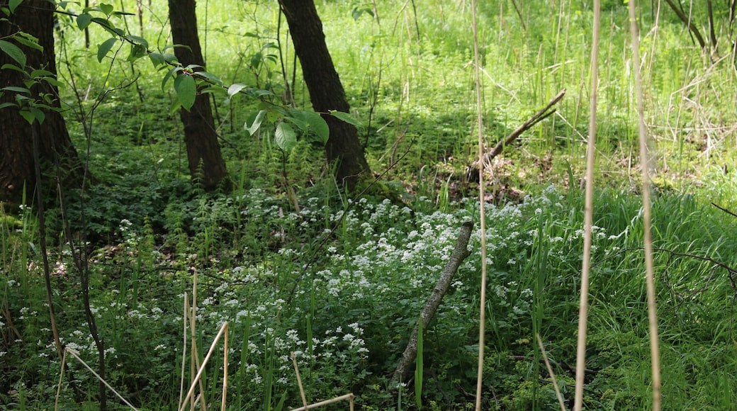 Die Frankenthaler Moorwiese war ein Flächennaturdenkmal auf der Flur der sächsischen Gemeinde Frankenthal und befindet sich im Landschaftsschutzgebiet Westlausitz. Sie ist heute Teil des FFH-Gebietes Obere Wesenitz und Nebenflüsse.