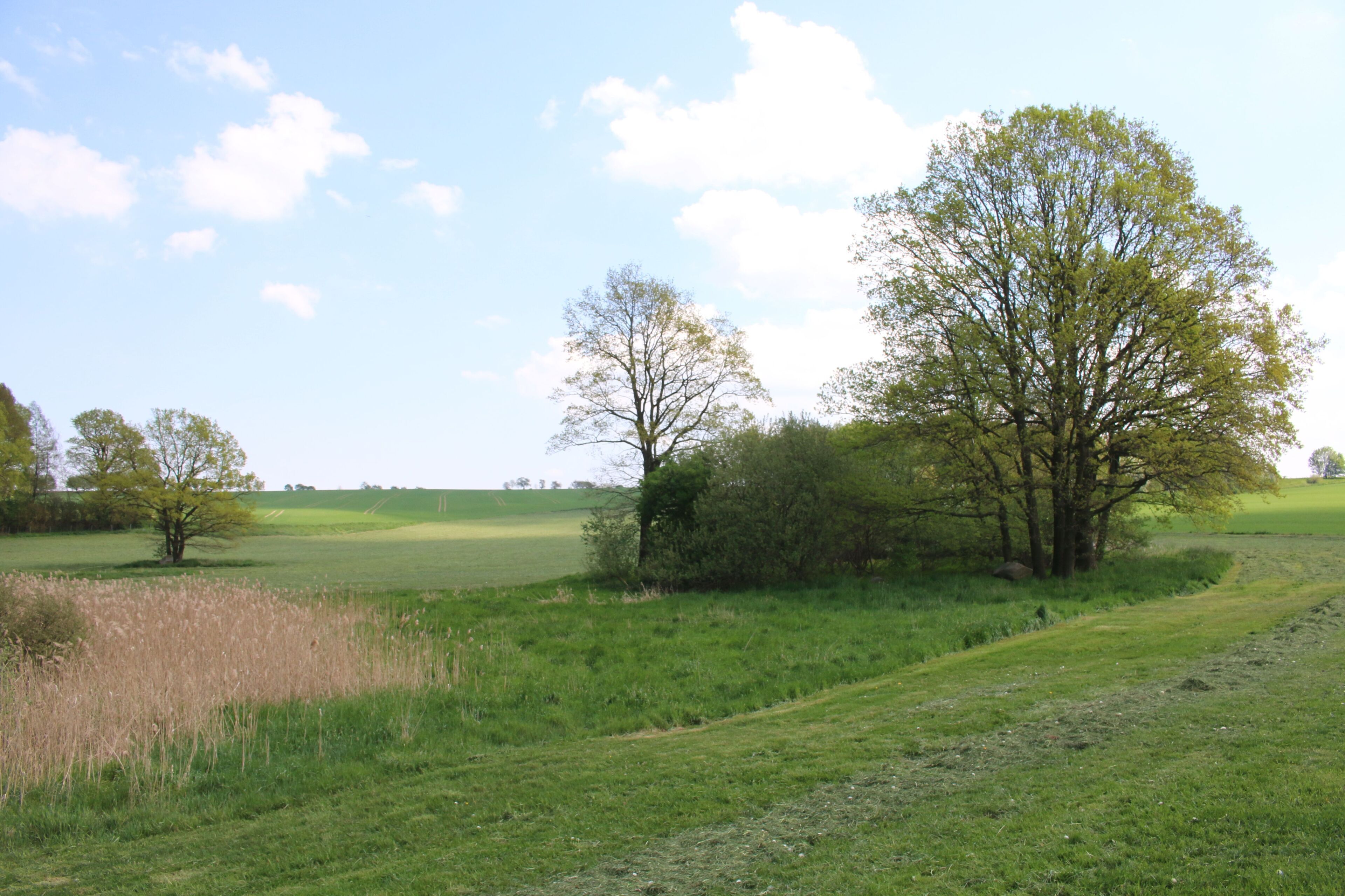 Gehölz an der Frankenthaler Moorwiese im Landschaftsschutzgebiet Westlausitz. Aufnahme in Richtung Goldbach (nach Osten).