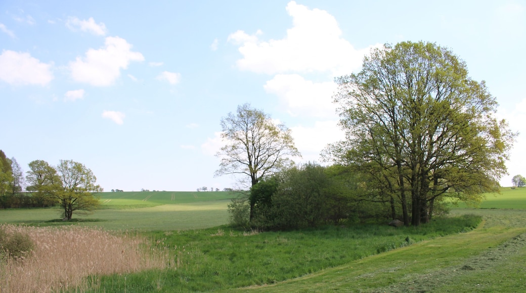 Gehölz an der Frankenthaler Moorwiese im Landschaftsschutzgebiet Westlausitz. Aufnahme in Richtung Goldbach (nach Osten).
