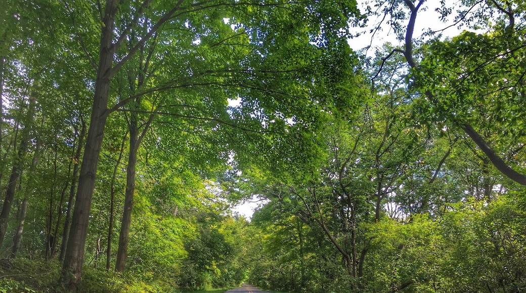 Gorgeous canopy along the way to the North Bay Beach, looks unbelievable in the fall as well. #Colorful