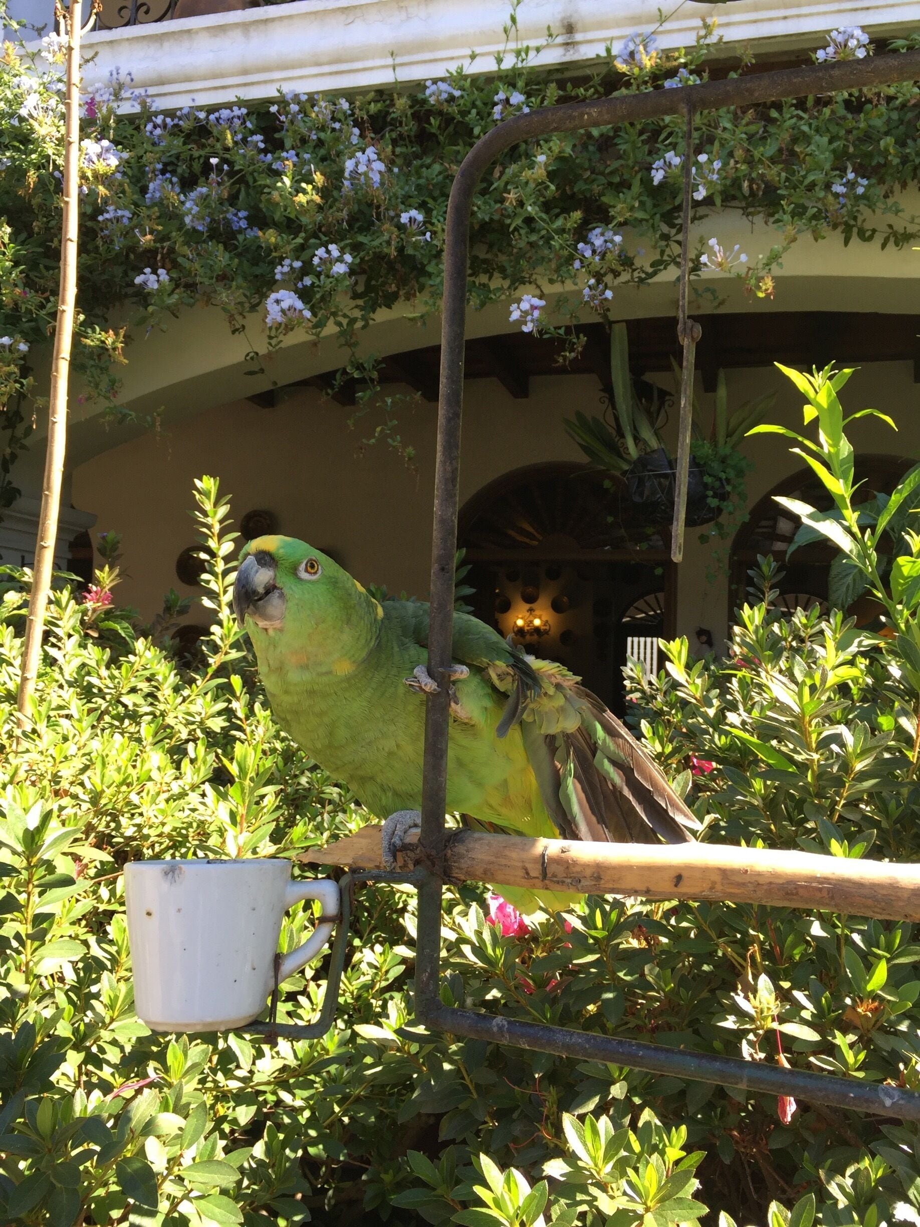 beautiful birds everywhere at hotel santo tomas!