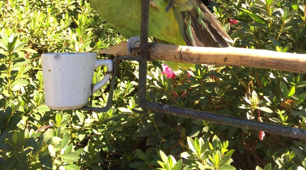 beautiful birds everywhere at hotel santo tomas!
