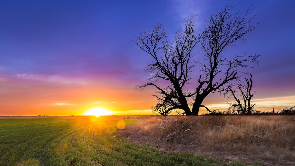 A sunset over a grassy field with a prominent leafless tree.