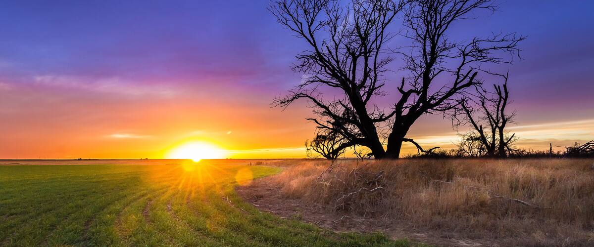 A sunset over a grassy field with a prominent leafless tree.