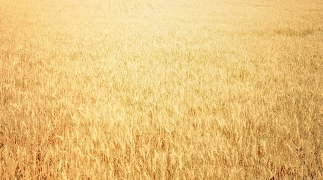 You're just not in Kansas unless you say Hi to one of the local wheat fields. :) Fields of gold in my opinion.