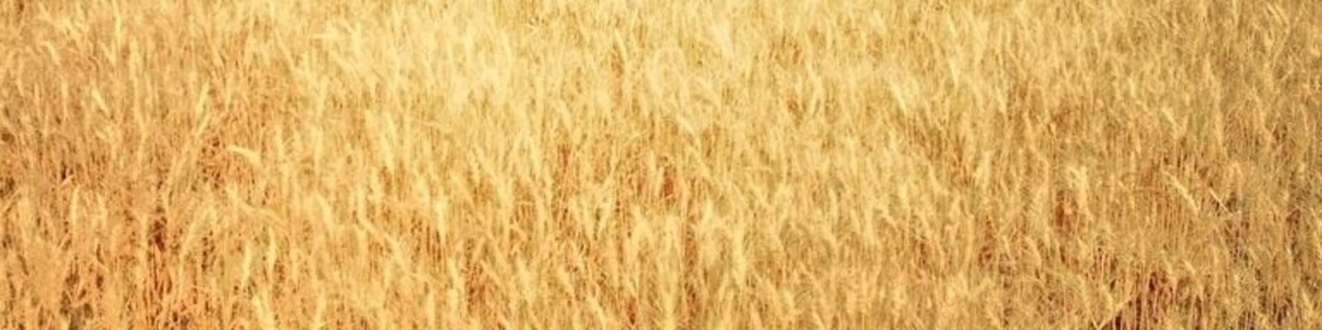 You're just not in Kansas unless you say Hi to one of the local wheat fields. :) Fields of gold in my opinion.