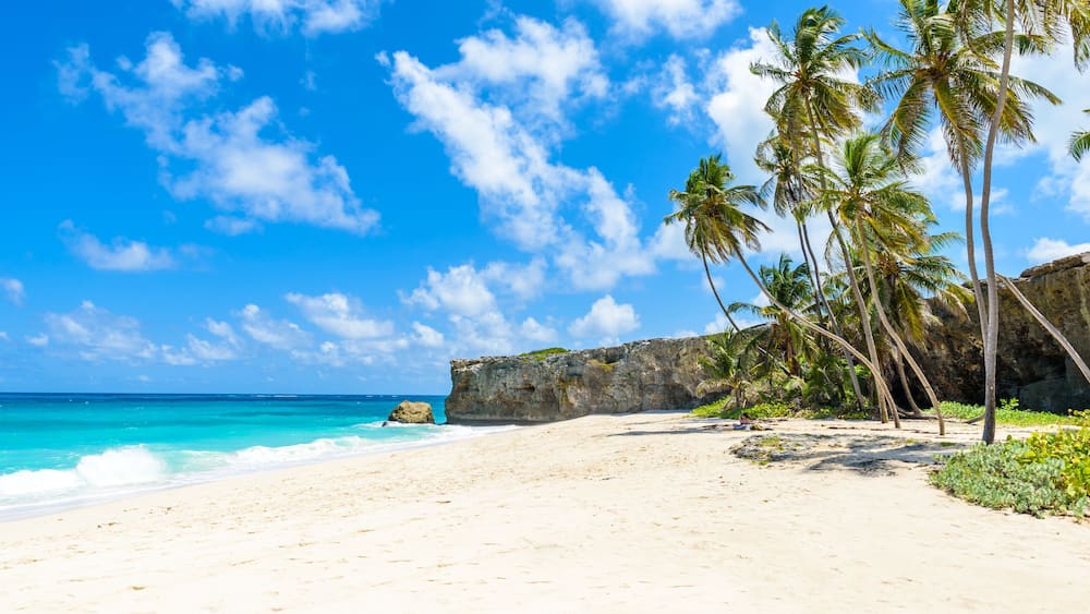 Bottom Bay, Barbados - Paradise beach on the Caribbean island of Barbados. Tropical coast with palms hanging over turquoise sea. Panoramic photo of beautiful landscape.