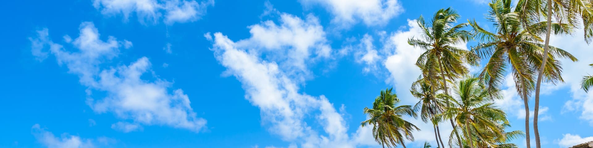 Bottom Bay, Barbados - Paradise beach on the Caribbean island of Barbados. Tropical coast with palms hanging over turquoise sea. Panoramic photo of beautiful landscape.