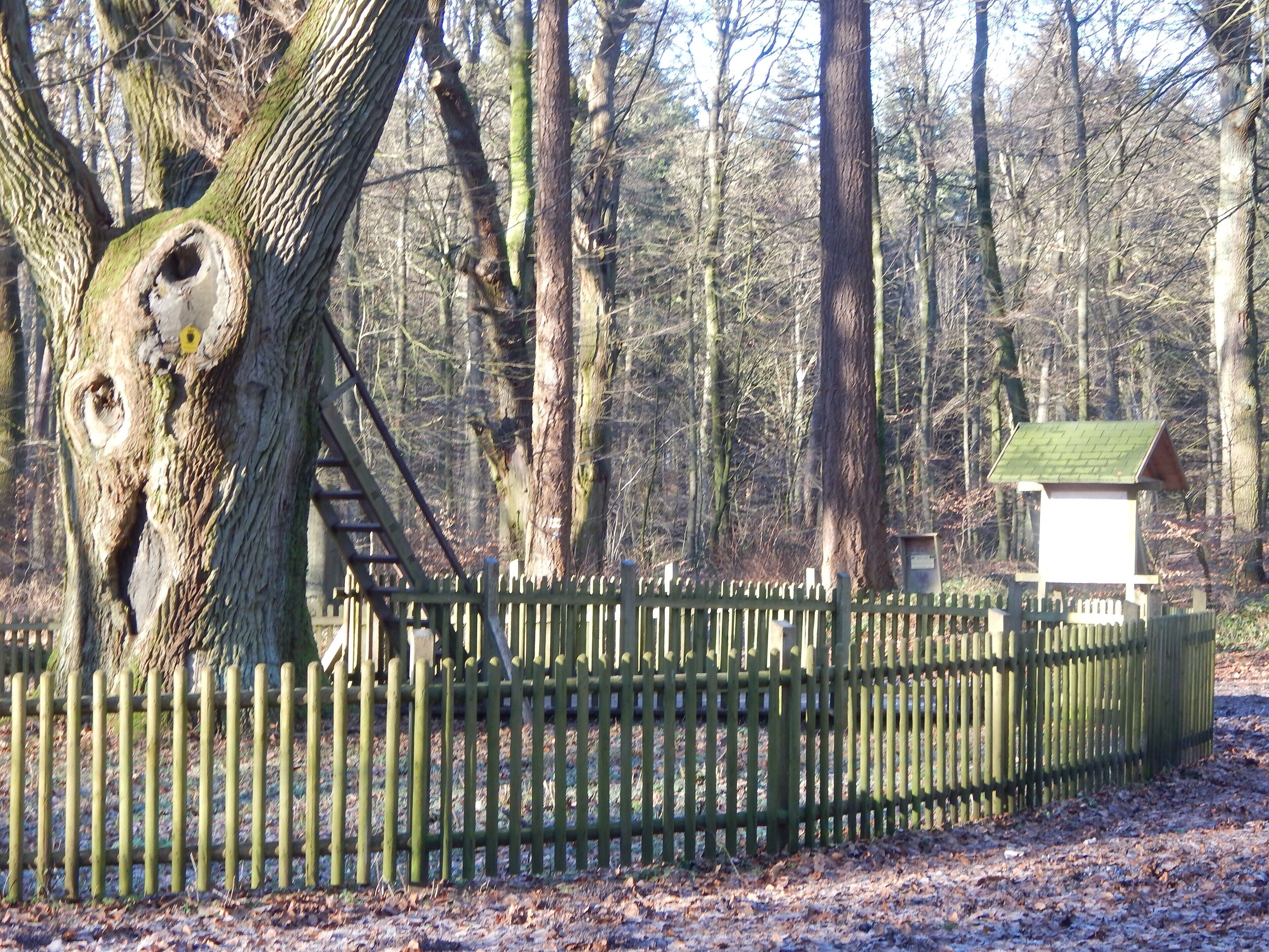 Bräutigamseiche in winter