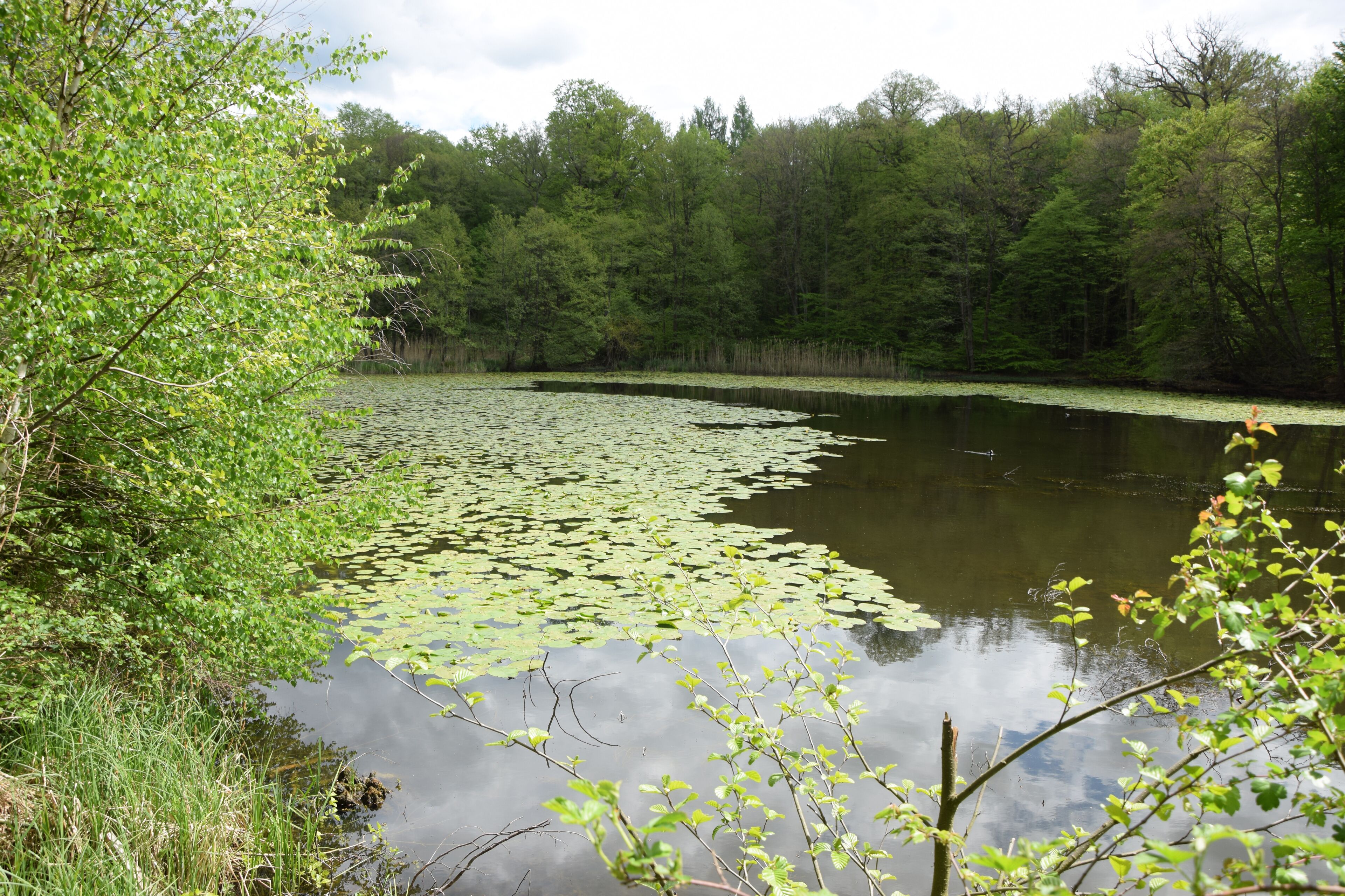 Ernst-Ludwigsteich bei Langen