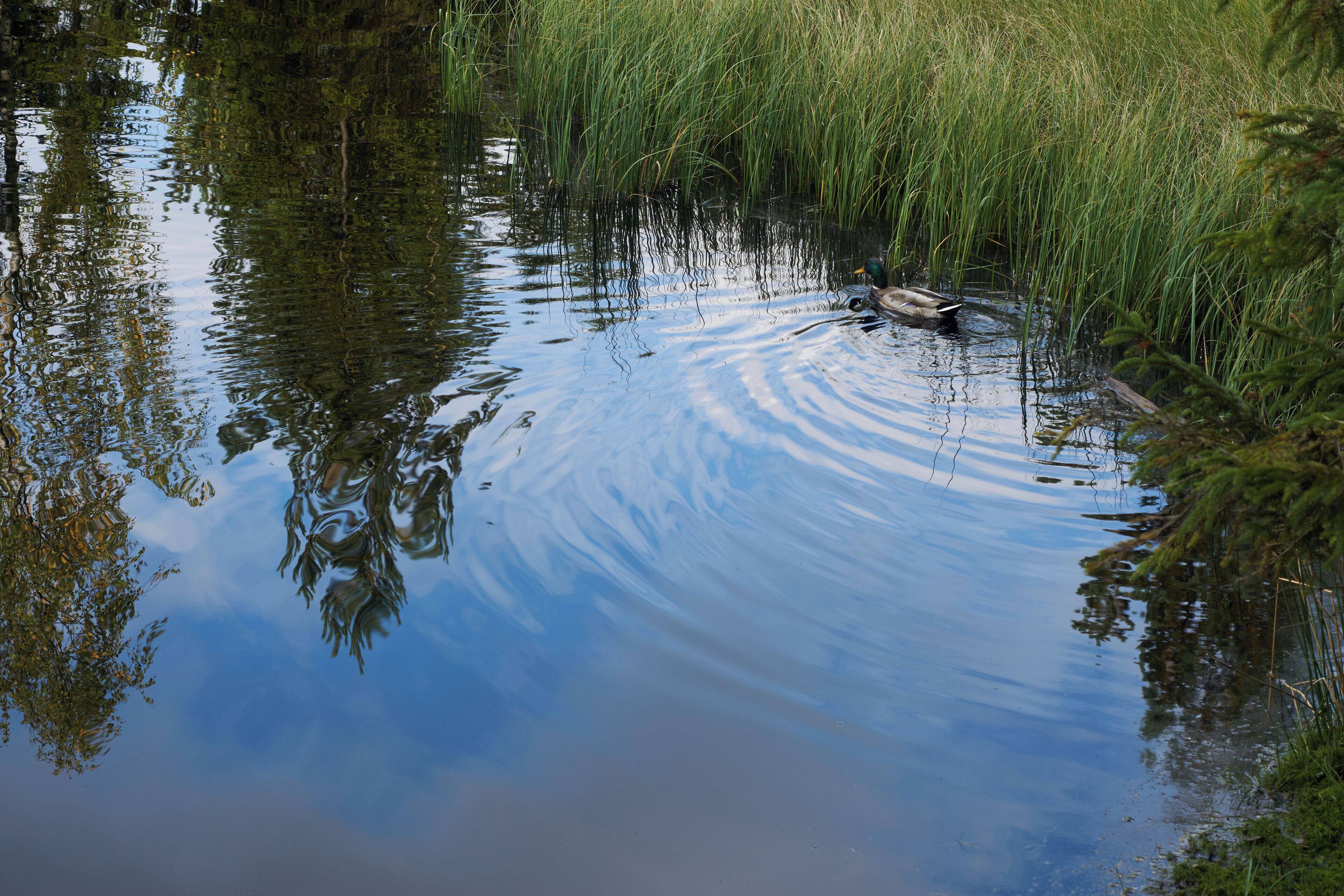 Ente auf dem Fichtelsee
