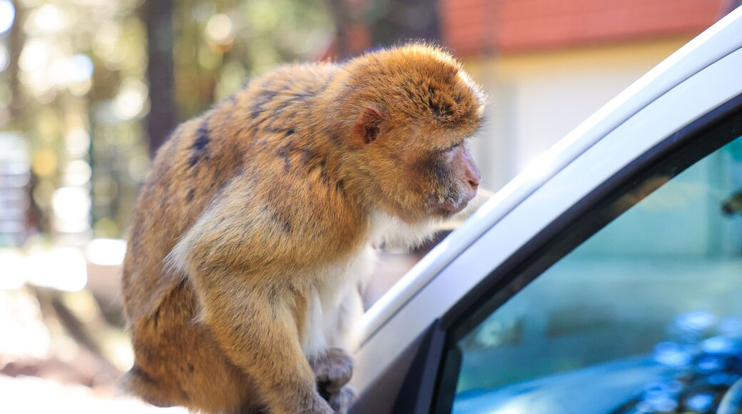 Singe magot dans la forêt d'Azrou, assis sur le capot d'une voiture de touriste au Maroc