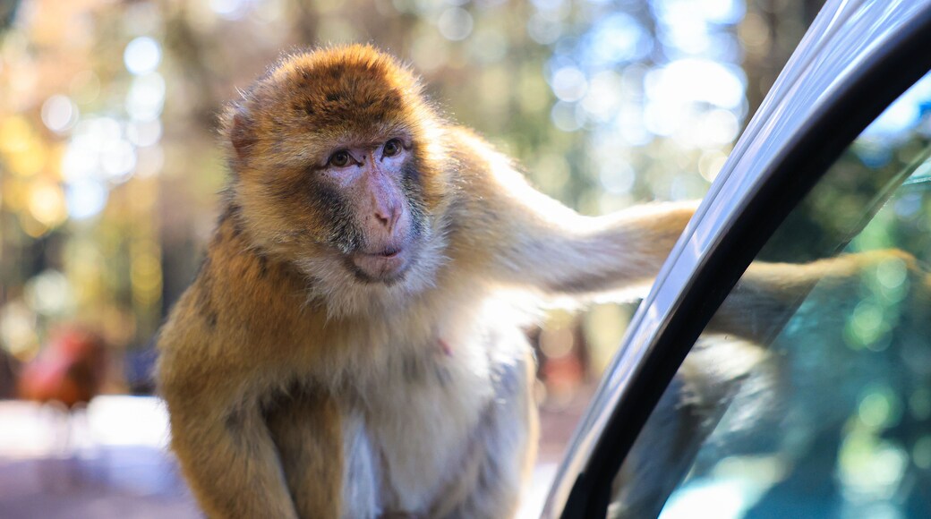 Singe magot dans la forêt d'Azrou, assis sur le capot d'une voiture de touriste au Maroc