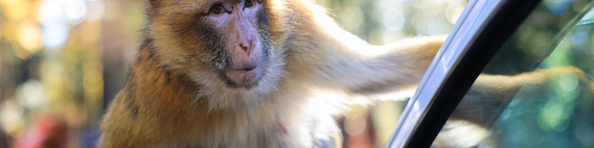 Singe magot dans la forêt d'Azrou, assis sur le capot d'une voiture de touriste au Maroc