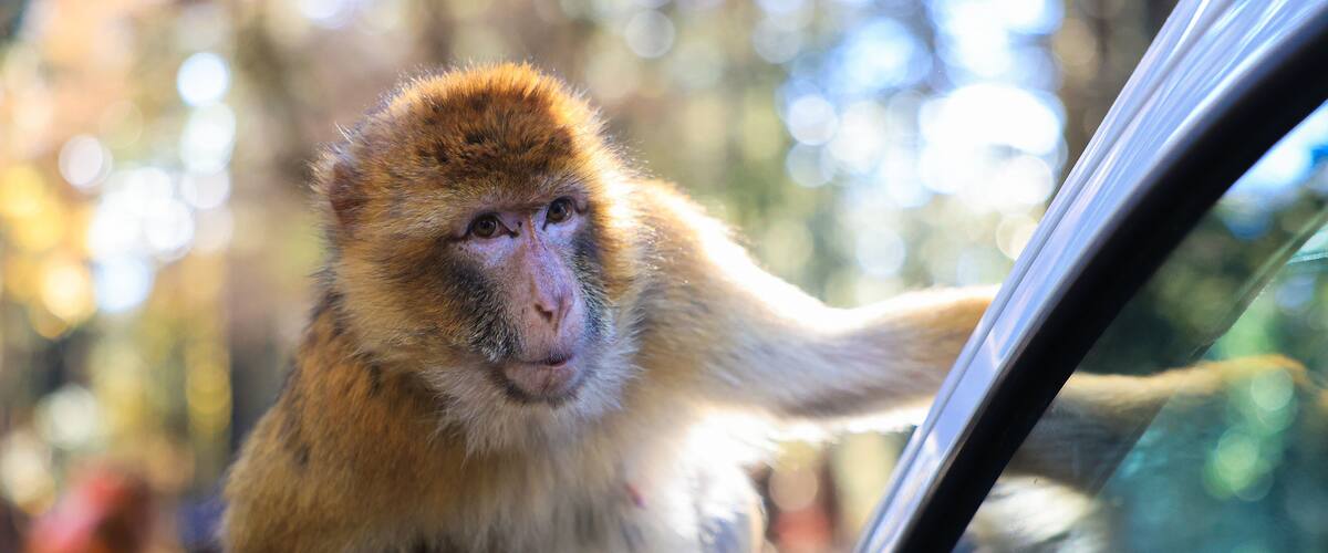 A monkey interacting with a car.