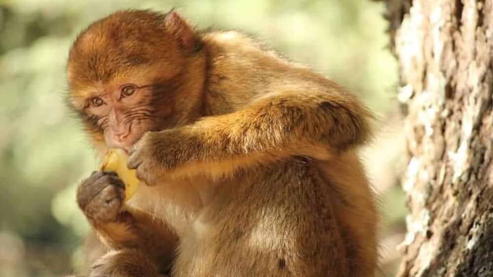 We stopped to see the Barbary Apes this day. We spent about 45 minutes feeding them apples. There were a range in sizes from very young to pretty darn big. They were very gentle and inquisitive. They had the softest hands! I'm guessing they knew the secret of Argon oil before the rest of the world!