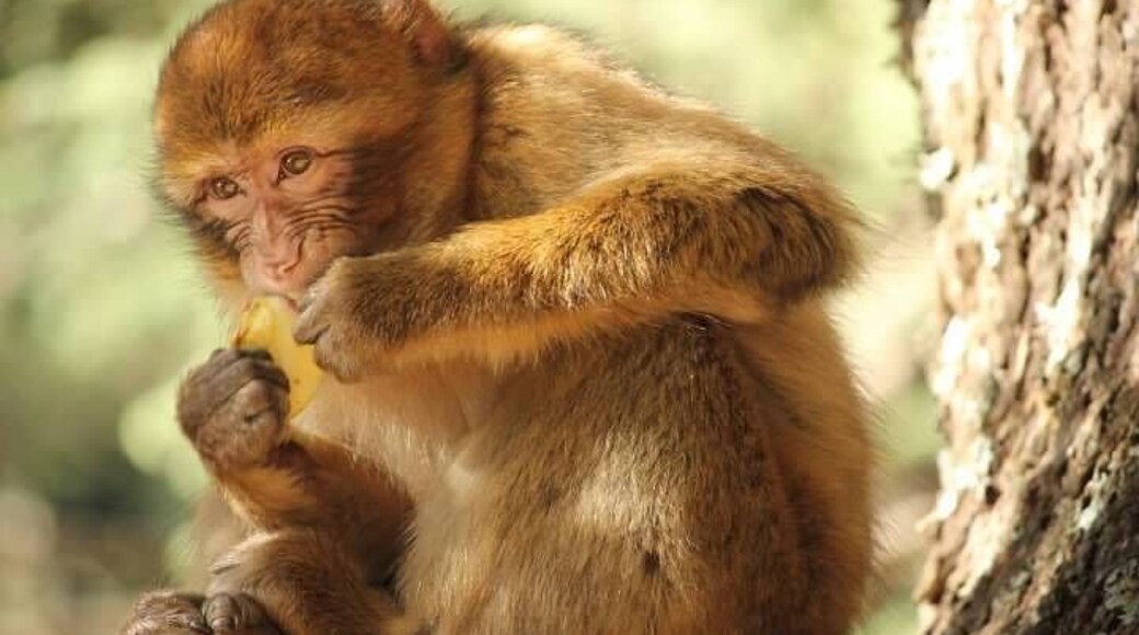 We stopped to see the Barbary Apes this day. We spent about 45 minutes feeding them apples. There were a range in sizes from very young to pretty darn big. They were very gentle and inquisitive. They had the softest hands! I'm guessing they knew the secret of Argon oil before the rest of the world!