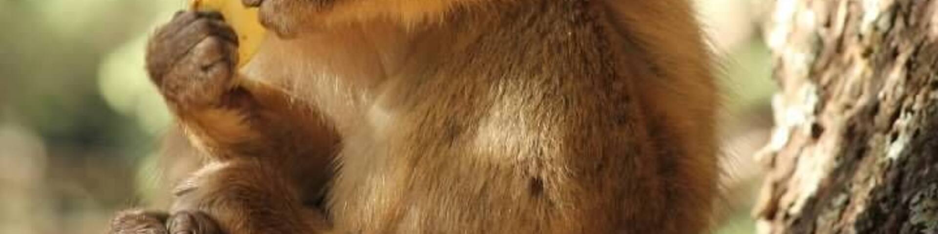 We stopped to see the Barbary Apes this day. We spent about 45 minutes feeding them apples. There were a range in sizes from very young to pretty darn big. They were very gentle and inquisitive. They had the softest hands! I'm guessing they knew the secret of Argon oil before the rest of the world!