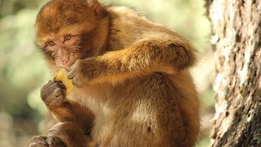 We stopped to see the Barbary Apes this day. We spent about 45 minutes feeding them apples. There were a range in sizes from very young to pretty darn big. They were very gentle and inquisitive. They had the softest hands! I'm guessing they knew the secret of Argon oil before the rest of the world!