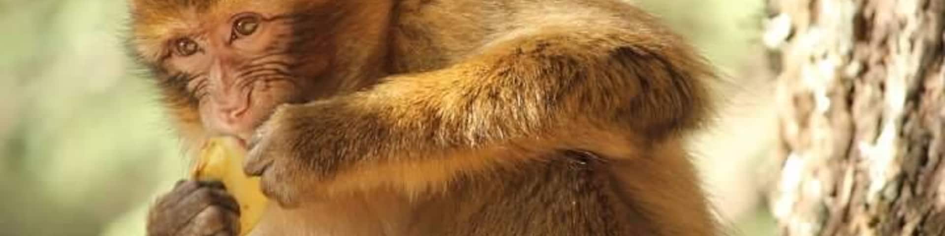 We stopped to see the Barbary Apes this day.  We spent about 45 minutes feeding them apples.  There were a range in sizes from very young to pretty darn big.  They were very gentle and inquisitive.  They had the softest hands!  I'm guessing they knew the secret of Argon oil before the rest of the world!