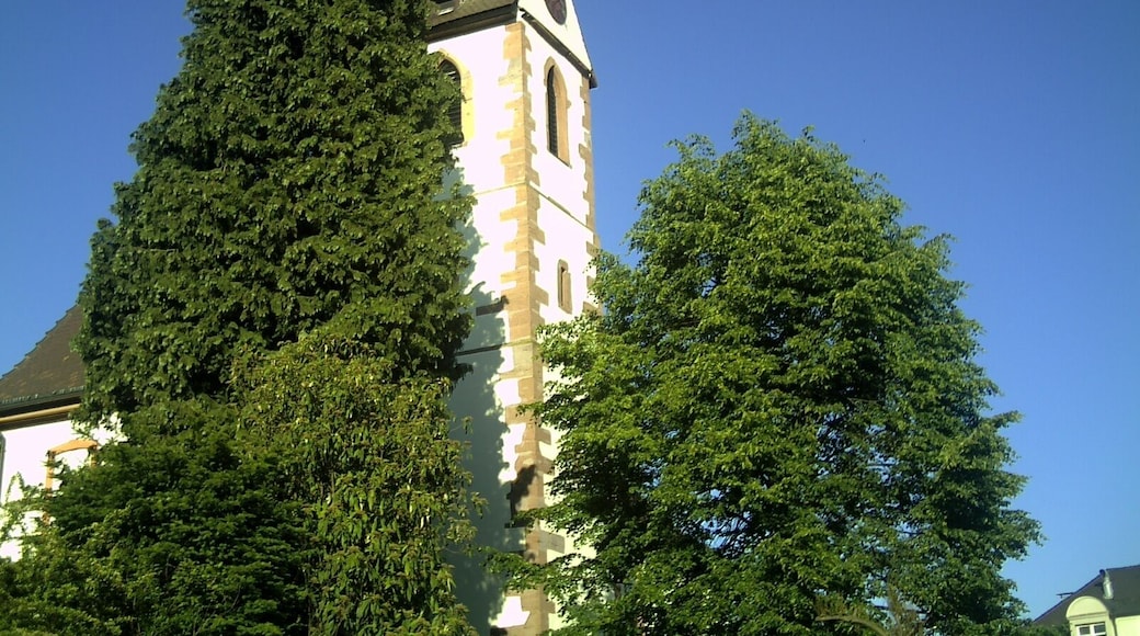 June Young Cigogne blanc Gundelfingen - Master Habitat Rhine Valley Photography 2013
