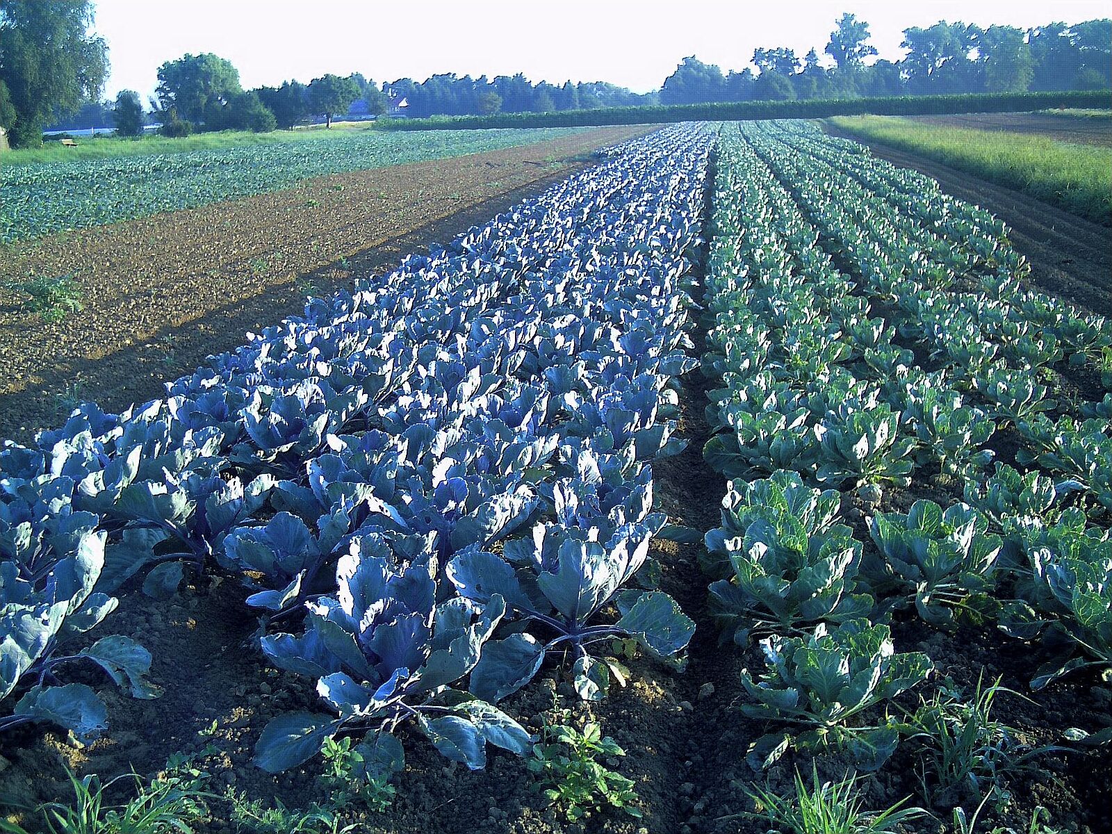 Kohlacker, Gundelfingen