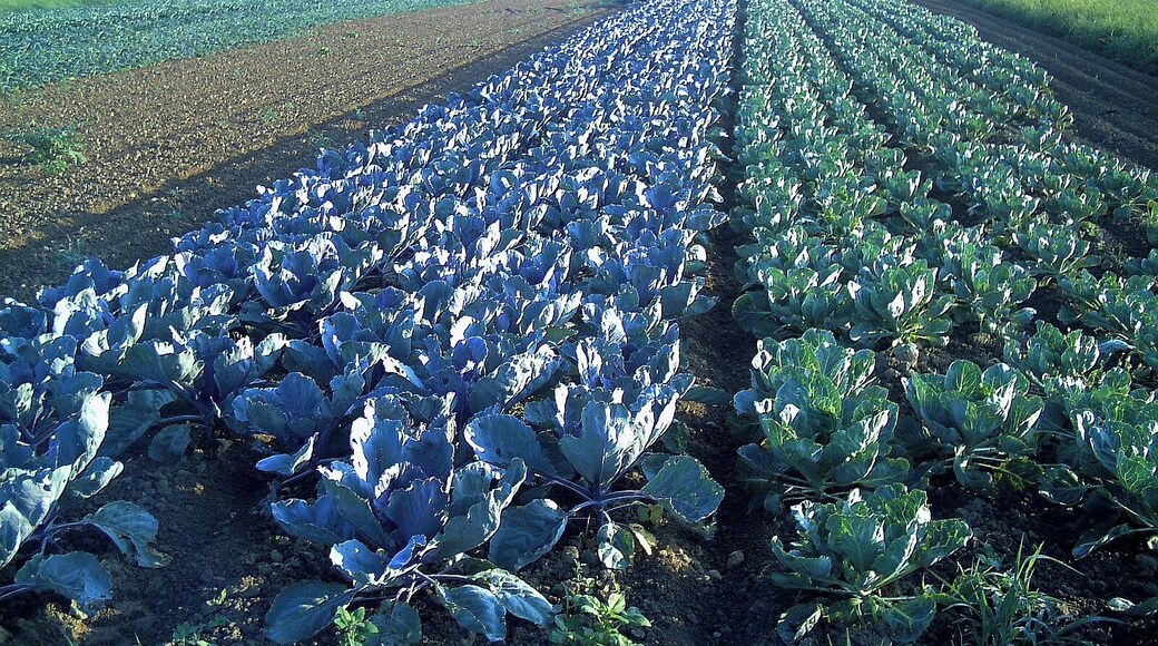 Kohlacker, Gundelfingen