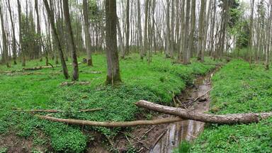 Erlenwald Röte - Strüt (Naturschutzgebiet 1.147, Main-Tauber-Kreis, Baden-Württemberg)