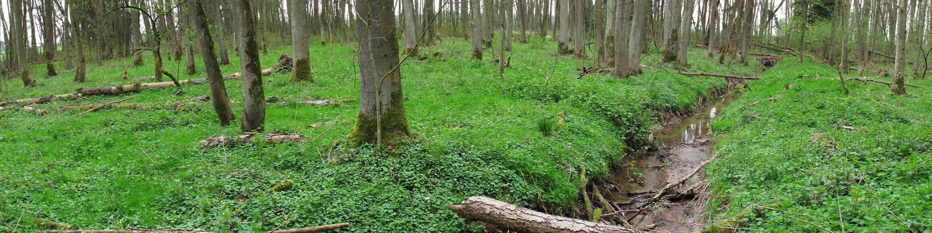 Erlenwald Röte - Strüt (Naturschutzgebiet 1.147, Main-Tauber-Kreis, Baden-Württemberg)