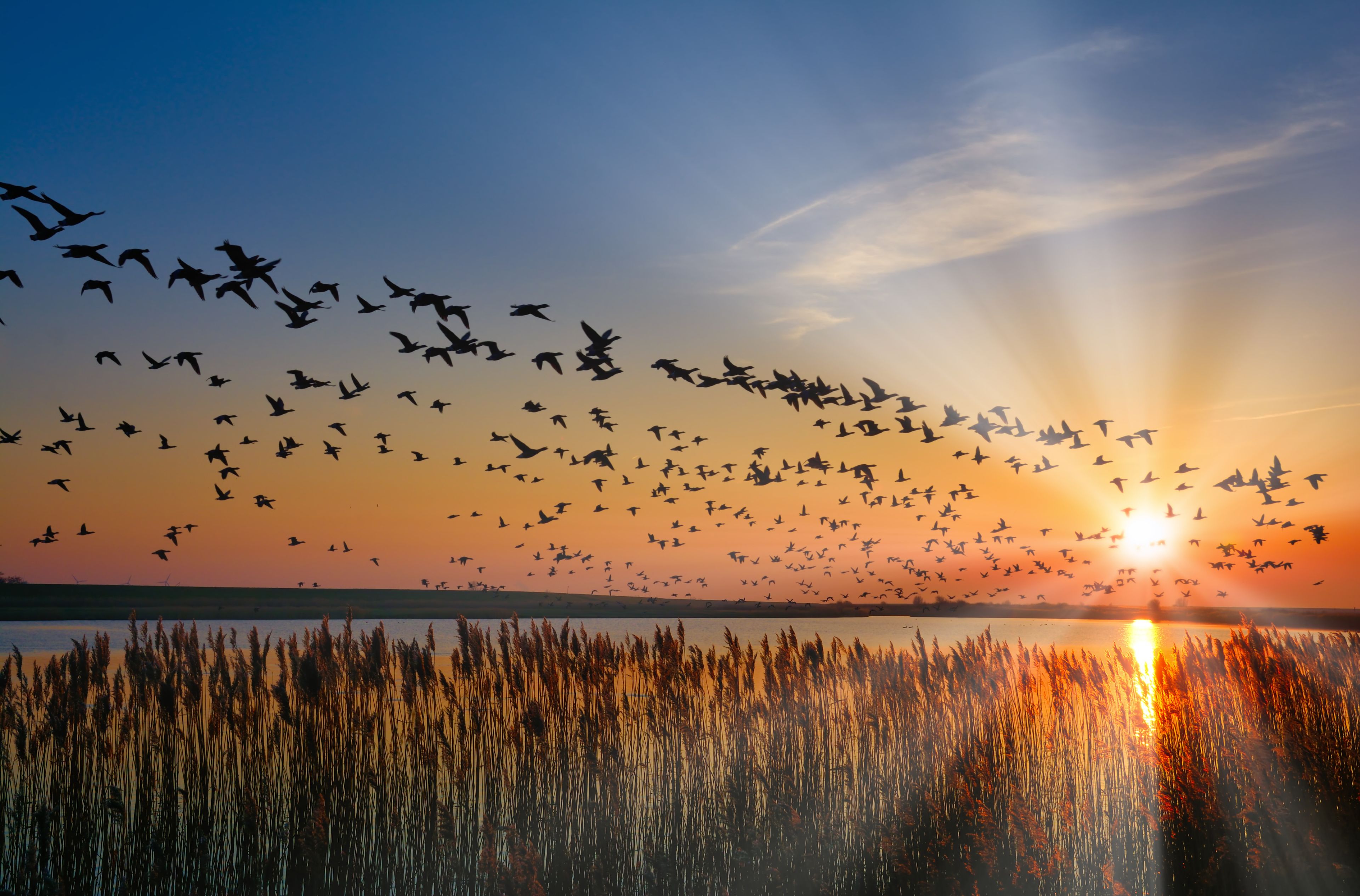 überwinternde Nonnengänse (Branta leucopsis) in Ostfriesland,Nordsee,Niedersachsen,Deutschland