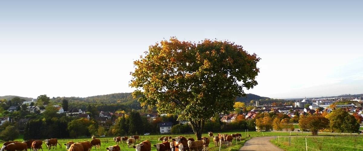 Gaggenau - im Nordschwarzwald