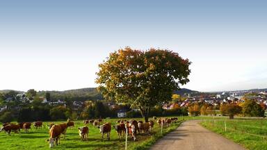 A rural road with cows grazing on a field, a large tree, and houses in the background.