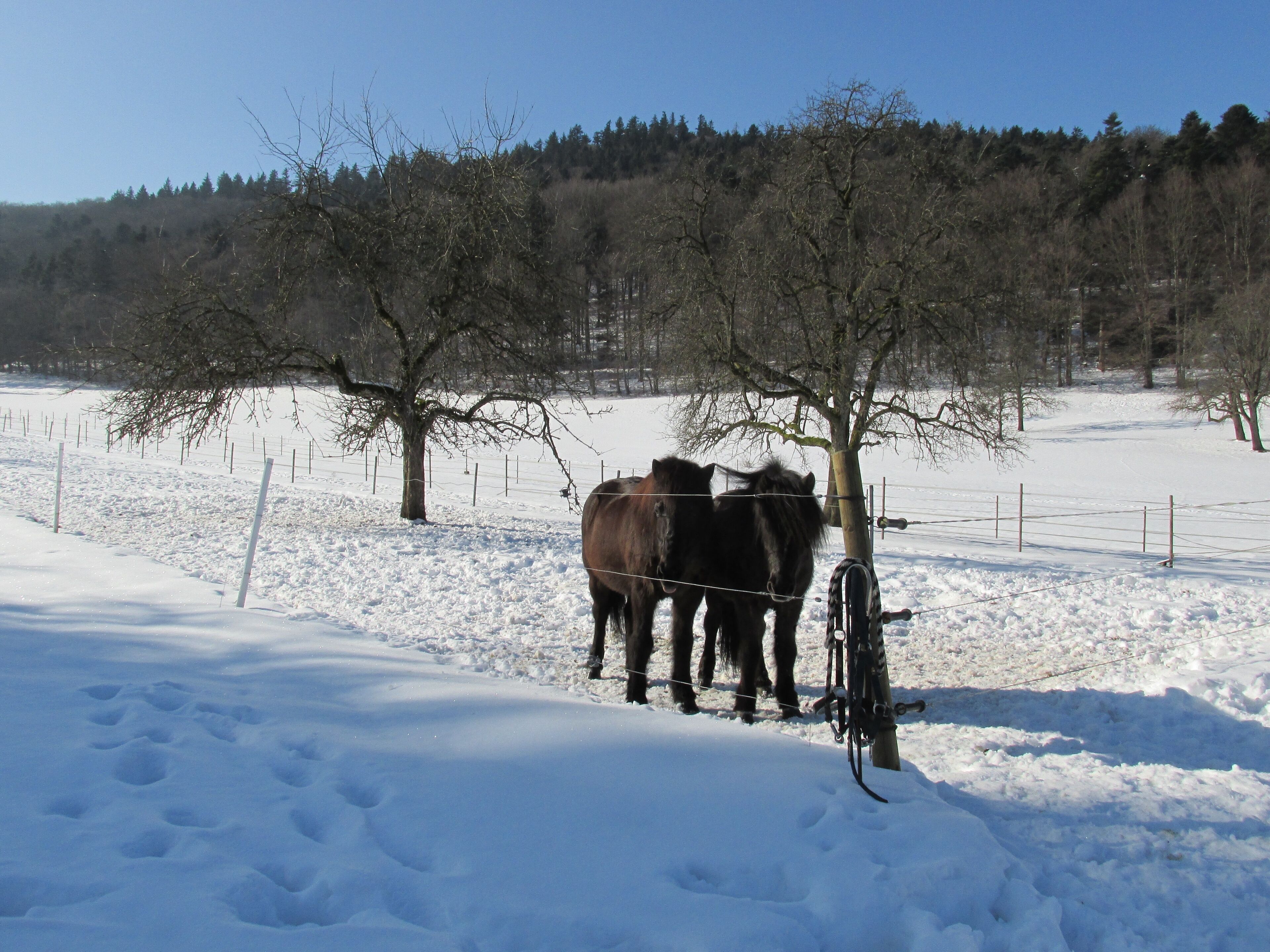 Pferdekoppel am Mönchskopfweg
