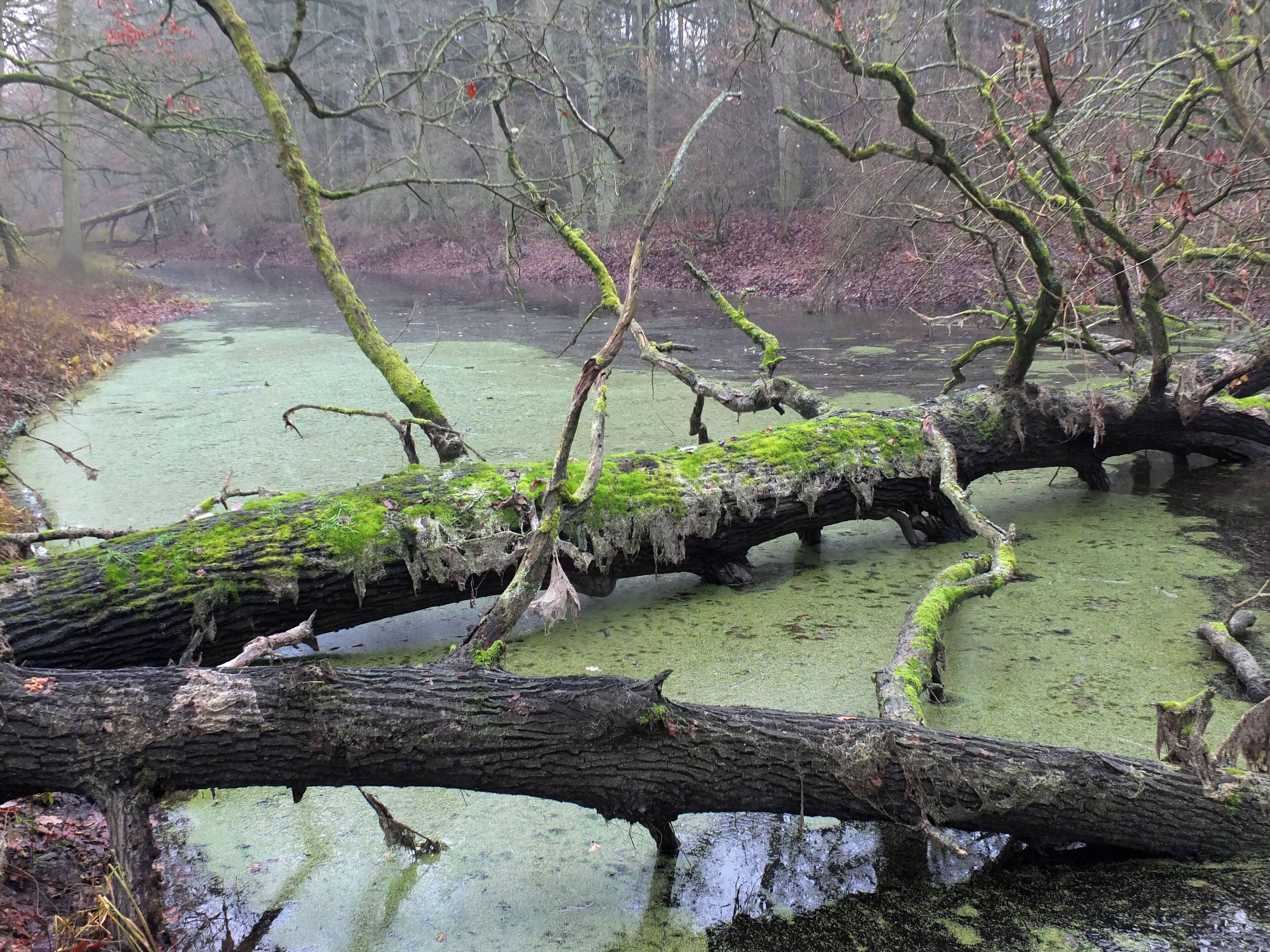 Hinter dem Elbdeich liegender Qualmwasserbereich im Elbholz