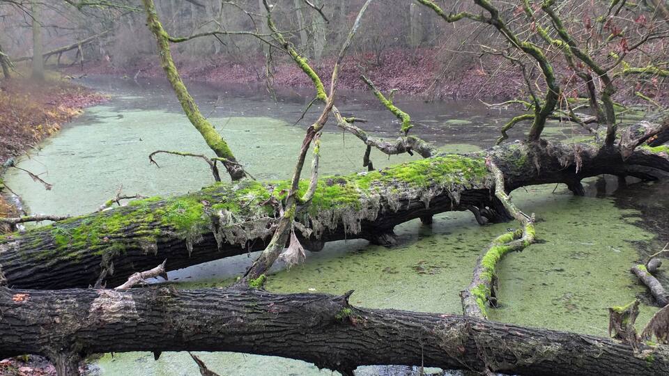 A forested wetland with a fallen log covered in moss, surrounded by trees and a body of water.